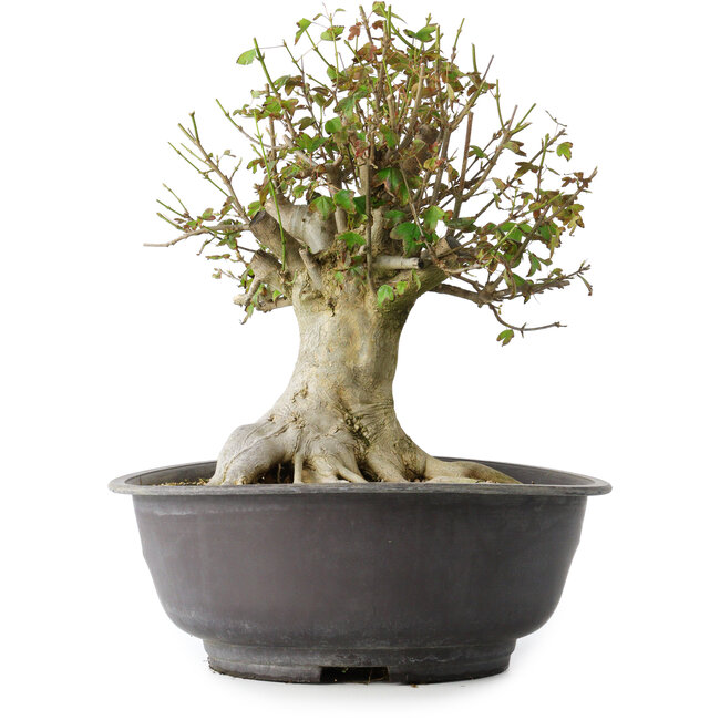 Acer buergerianum, 34 cm, ± 35 años, con un nebari de 19 cm