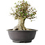 Acer buergerianum, 34 cm, ± 35 años, con un nebari de 19 cm