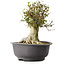 Acer buergerianum, 34 cm, ± 35 años, con un nebari de 19 cm