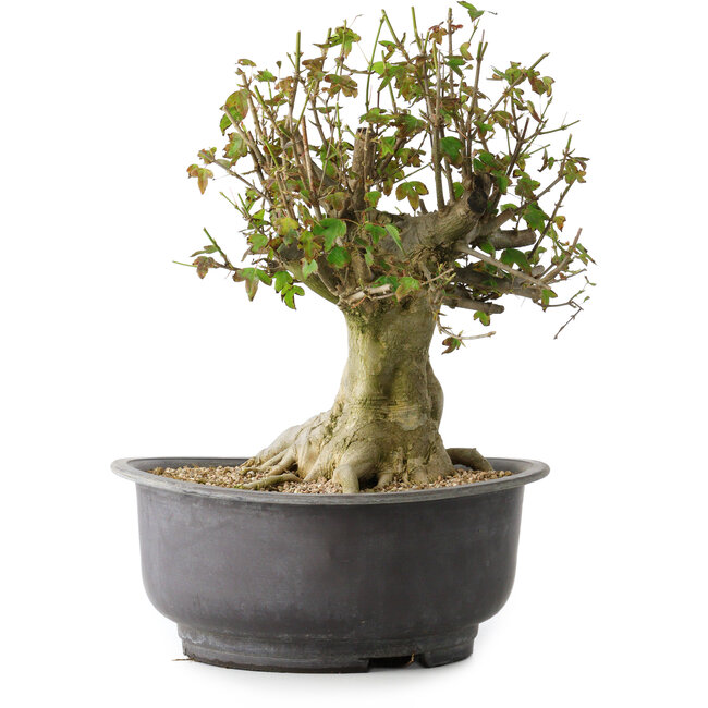 Acer buergerianum, 34 cm, ± 35 Jahre alt, mit einem Nebari von 19 cm