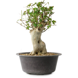 Acer buergerianum, 34 cm, ± 35 años