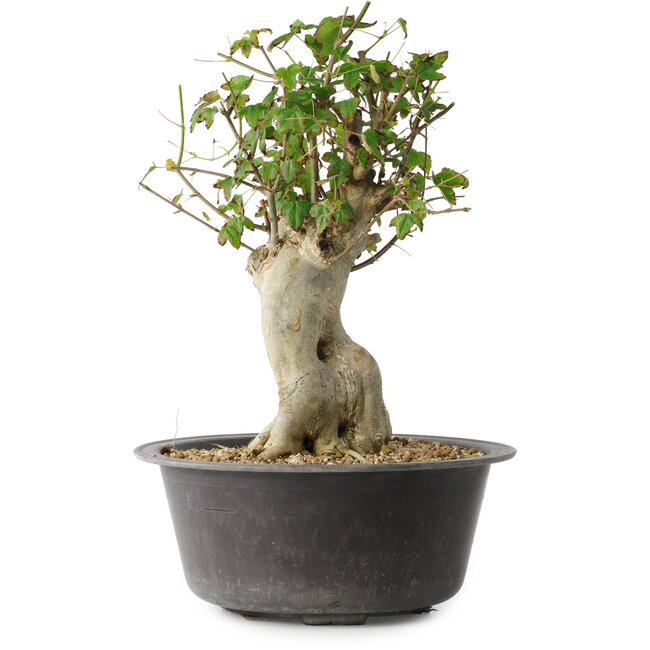 Acer buergerianum, 34 cm, ± 35 años, con un nebari de 14,5 cm