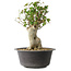 Acer buergerianum, 34 cm, ± 35 años, con un nebari de 14,5 cm