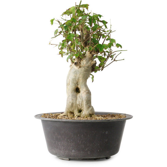 Acer buergerianum, 34 cm, ± 35 anni, con un nebari di 14,5 cm