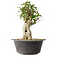Acer buergerianum, 34 cm, ± 35 años, con un nebari de 14,5 cm