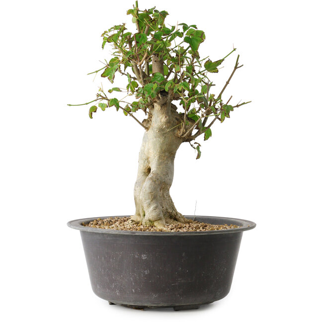 Acer buergerianum, 34 cm, ± 35 jaar oud, met een nebari van 14,5 cm