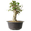 Acer buergerianum, 34 cm, ± 35 años, con un nebari de 14,5 cm