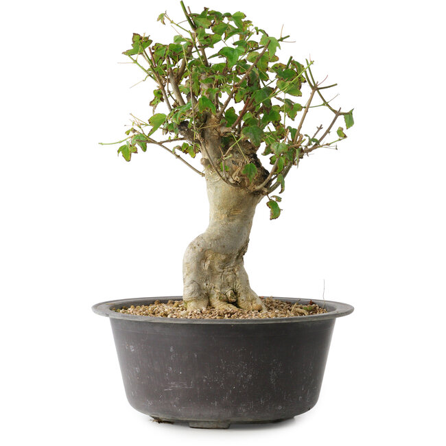 Acer buergerianum, 34 cm, ± 35 jaar oud, met een nebari van 14,5 cm