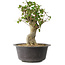 Acer buergerianum, 34 cm, ± 35 años, con un nebari de 14,5 cm
