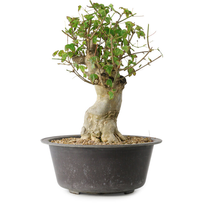 Acer buergerianum, 34 cm, ± 35 años, con un nebari de 14,5 cm