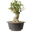 Acer buergerianum, 34 cm, ± 35 años, con un nebari de 14,5 cm
