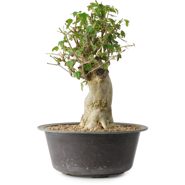 Acer buergerianum, 34 cm, ± 35 jaar oud, met een nebari van 14,5 cm