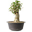 Acer buergerianum, 34 cm, ± 35 años, con un nebari de 14,5 cm