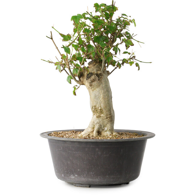 Acer buergerianum, 34 cm, ± 35 jaar oud, met een nebari van 14,5 cm