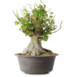 Acer buergerianum, 32 cm, ± 35 años