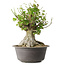 Acer buergerianum, 32 cm, ± 35 años, con un nebari de 20 cm