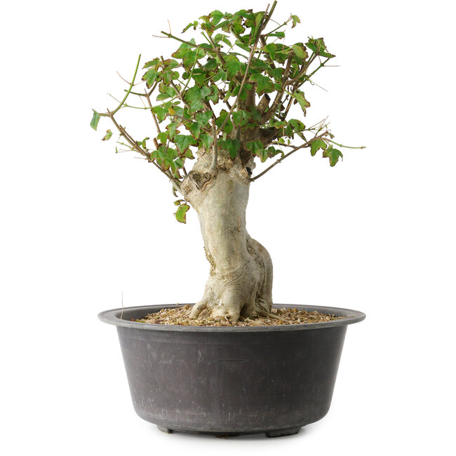 Acer buergerianum, 34 cm, ± 35 jaar oud, met een nebari van 14,5 cm