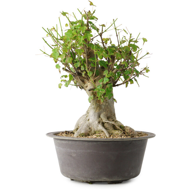 Acer buergerianum, 32 cm, ± 35 ans, avec un nebari de 20 cm