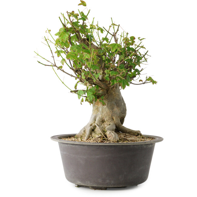 Acer buergerianum, 32 cm, ± 35 ans, avec un nebari de 20 cm