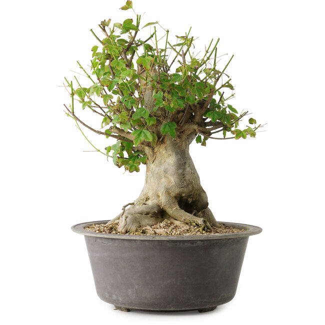 Acer buergerianum, 32 cm, ± 35 years old, with a nebari of 20 cm