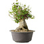 Acer buergerianum, 32 cm, ± 35 años, con un nebari de 20 cm