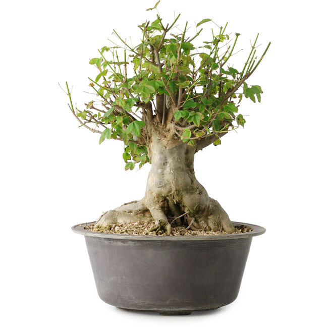 Acer buergerianum, 32 cm, ± 35 years old, with a nebari of 20 cm