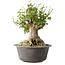 Acer buergerianum, 32 cm, ± 35 años, con un nebari de 20 cm