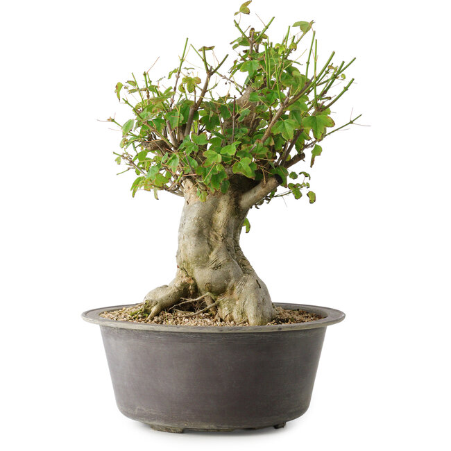 Acer buergerianum, 32 cm, ± 35 jaar oud, met een nebari van 20 cm