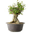 Acer buergerianum, 32 cm, ± 35 años, con un nebari de 20 cm