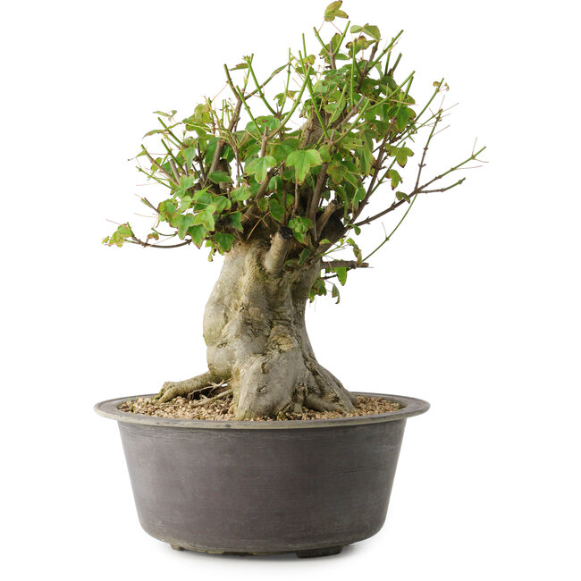 Acer buergerianum, 32 cm, ± 35 jaar oud, met een nebari van 20 cm