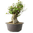 Acer buergerianum, 32 cm, ± 35 años, con un nebari de 20 cm