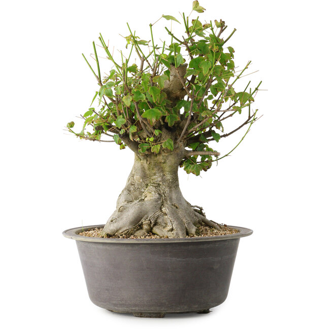 Acer buergerianum, 32 cm, ± 35 jaar oud, met een nebari van 20 cm