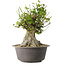 Acer buergerianum, 32 cm, ± 35 años, con un nebari de 20 cm