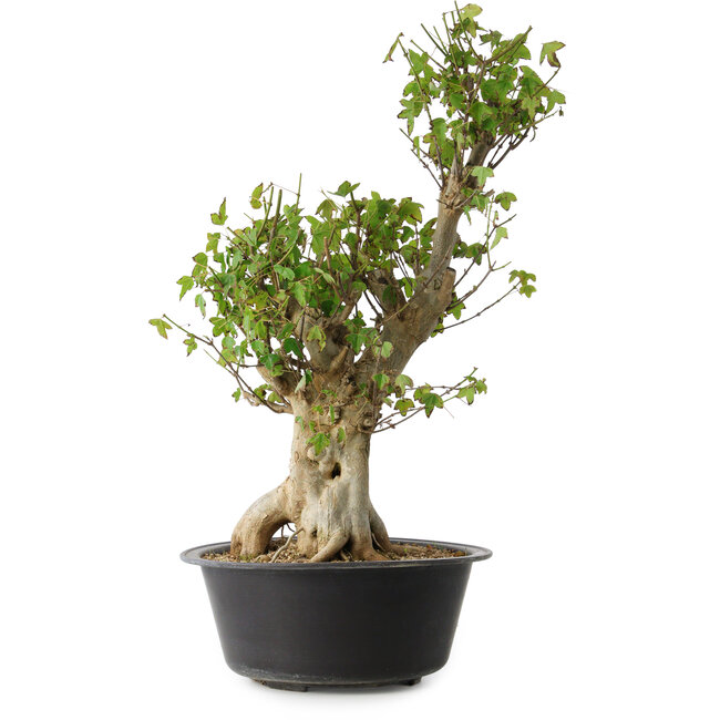 Acer buergerianum, 53 cm, ± 35 years old, with a nebari of 20 cm