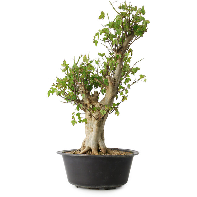 Acer buergerianum, 53 cm, ± 35 años, con un nebari de 20 cm