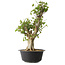 Acer buergerianum, 53 cm, ± 35 años, con un nebari de 20 cm