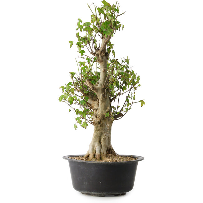 Acer buergerianum, 53 cm, ± 35 Jahre alt, mit einem Nebari von 20 cm