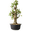 Acer buergerianum, 53 cm, ± 35 años, con un nebari de 20 cm