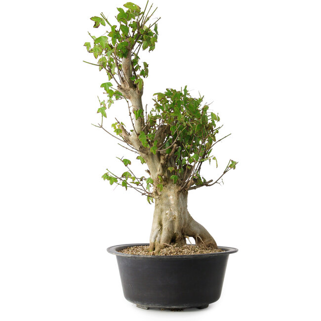 Acer buergerianum, 53 cm, ± 35 Jahre alt, mit einem Nebari von 20 cm