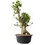 Acer buergerianum, 53 cm, ± 35 años, con un nebari de 20 cm