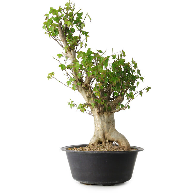 Acer buergerianum, 53 cm, ± 35 años, con un nebari de 20 cm