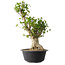 Acer buergerianum, 53 cm, ± 35 años, con un nebari de 20 cm