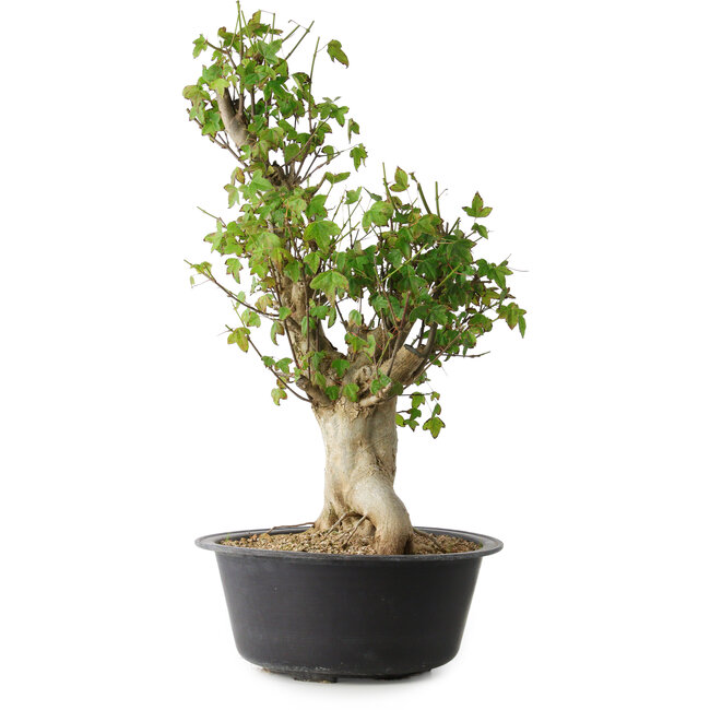 Acer buergerianum, 53 cm, ± 35 anni, con un nebari di 20 cm