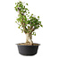 Acer buergerianum, 53 cm, ± 35 años, con un nebari de 20 cm