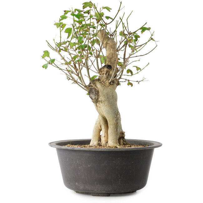 Acer buergerianum, 37 cm, ± 35 Jahre alt