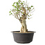 Acer buergerianum, 37 cm, ± 35 años