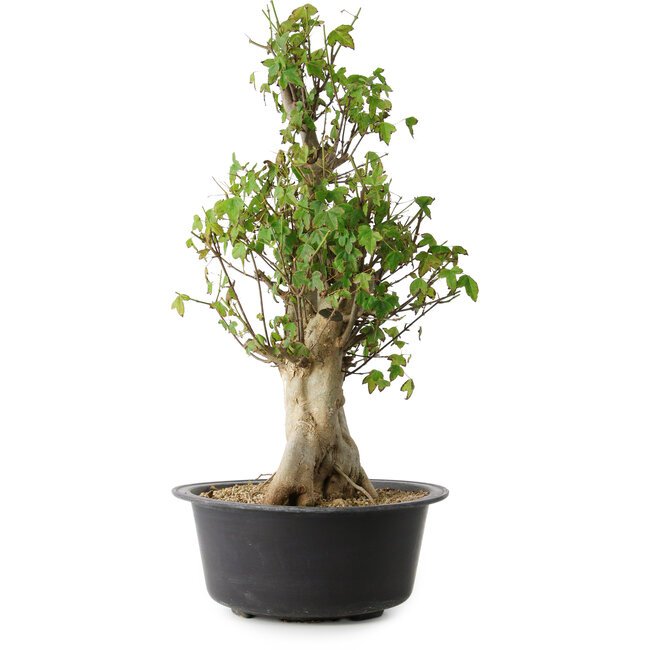 Acer buergerianum, 53 cm, ± 35 Jahre alt, mit einem Nebari von 20 cm