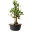 Acer buergerianum, 53 cm, ± 35 años, con un nebari de 20 cm