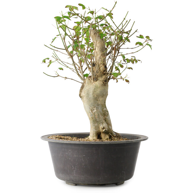 Acer buergerianum, 37 cm, ± 35 ans