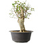 Acer buergerianum, 37 cm, ± 35 años